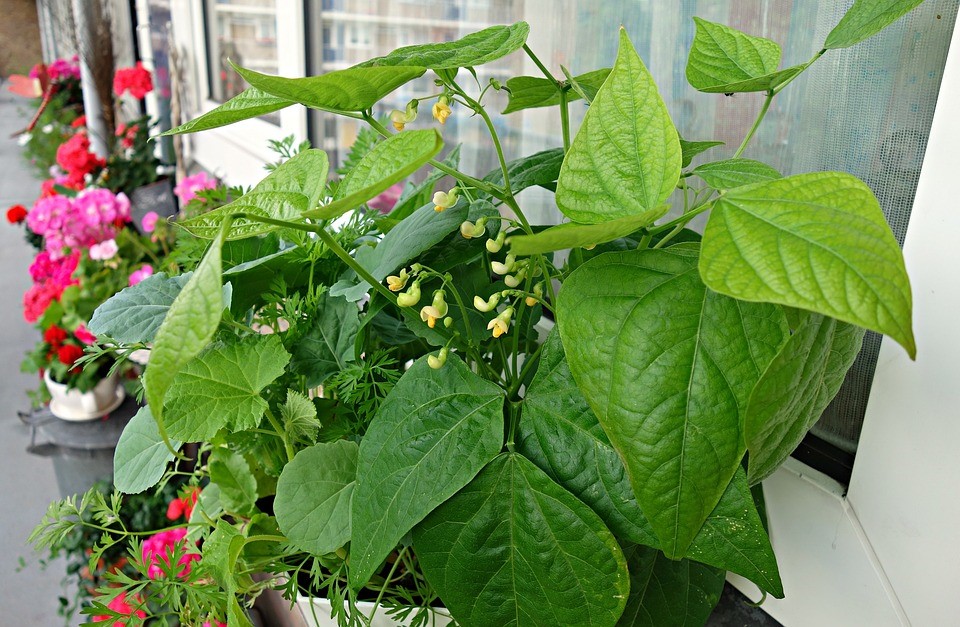Spint bestrijden in je moestuintje